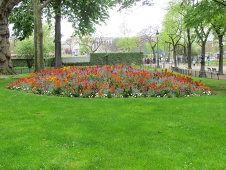 red flowers