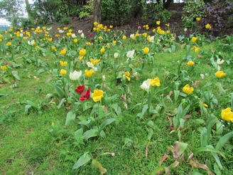 tulips