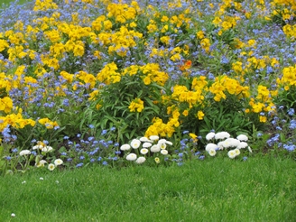 yellow flowers