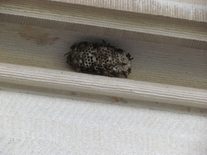 wasp nest