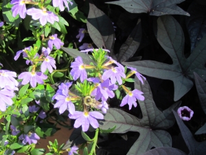 bee on flowers