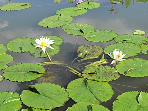 white lilies