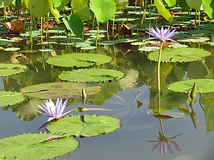 purple lilies