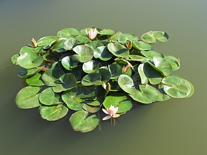 Cluster of pink lilies