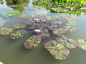 pink flowers big leaves