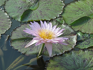 pink & yellow lily