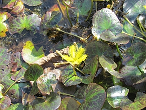 little yellow flower