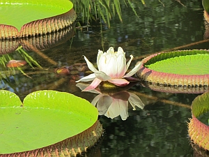 Victorian lily blossom