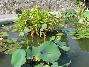 more plants