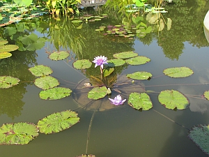 Lily plant