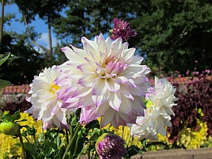 pink flowers