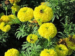 marigold & bee