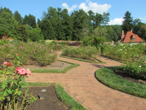 rose garden