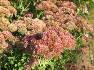 more bees on blossoms