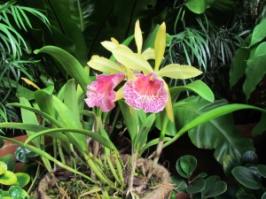 orchid