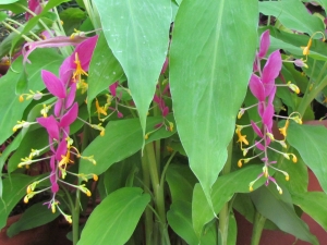 detail of pink & yellow flowers