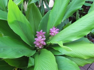 pink flowers