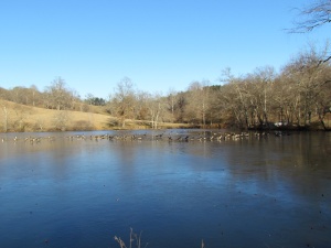 greese on the lake