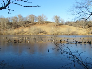 geese