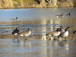 geese on the ice