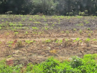 soybeans eaten by deer