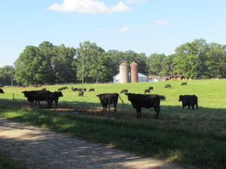 Angus cattle