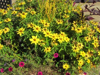 yellow flowers