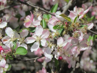 flowering tree