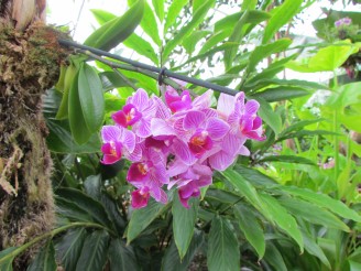 orchid