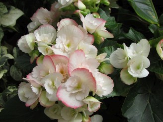 begonia