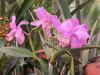 pink orchid