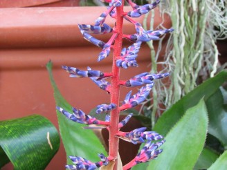 Aechmea Del Mar