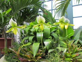 green & yellow orchids