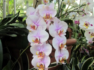 white & lavendar orchid