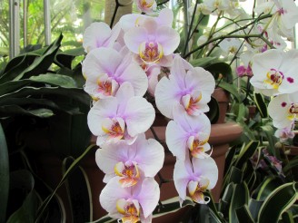 white & lavendar orchid