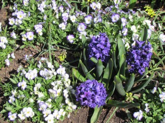 hyacinths