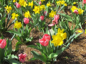 tulips & daffodils