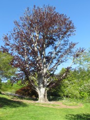 purple leaf beech