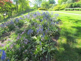 blue flowers