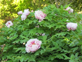 tree peony