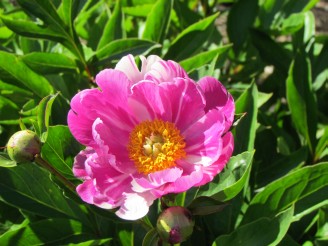 peony