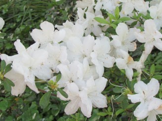 white azalea