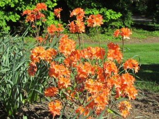 flame azalea