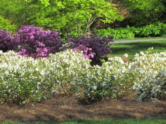 white & pink azaleas