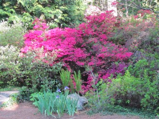 deep pink azaleas