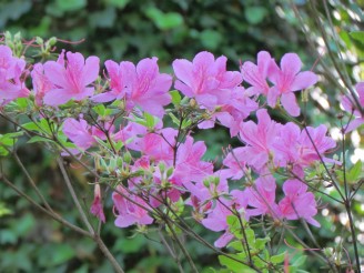 pink azaleas