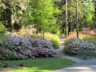 azaleas by path