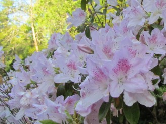 white & pink azalea