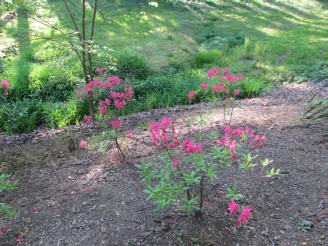 young plants