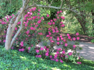 rhododendron